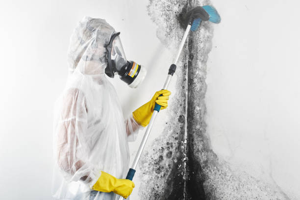 Best Water damage restoration mold remediation  in USA