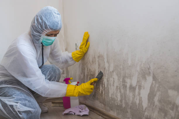 Best Mold removal after water damage  in USA